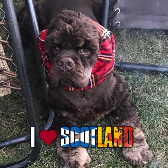 Meet your Posher, Shona - Picture 1 of 1